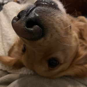 Meet your Posher, Evie